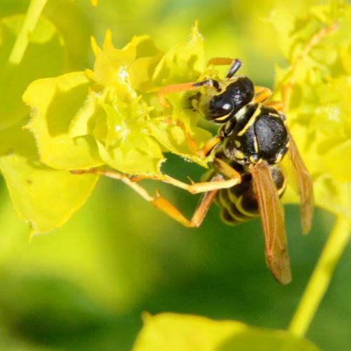 Polistes dominula