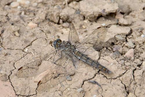 Orthetrum sp.