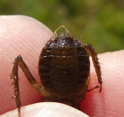 Somatochlora sp.
