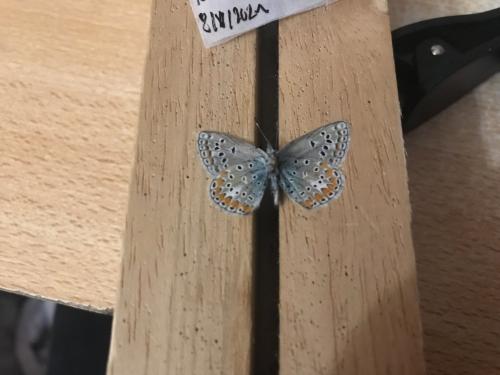 Réf. 291 495 : Polyommatus thersites