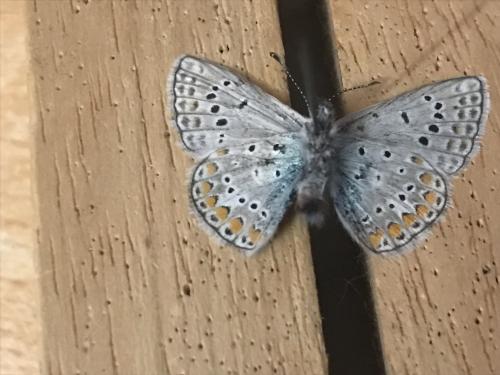 Réf. 291 497 : Polyommatus thersites