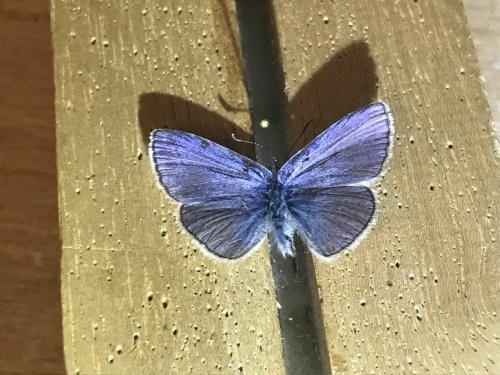 Réf. 291 498 : Polyommatus thersites
