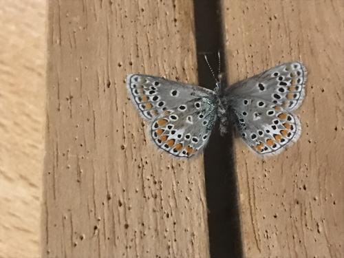 Réf. 291 499 : Polyommatus thersites