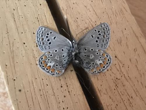 Réf. 291 551 : Polyommatus thersites