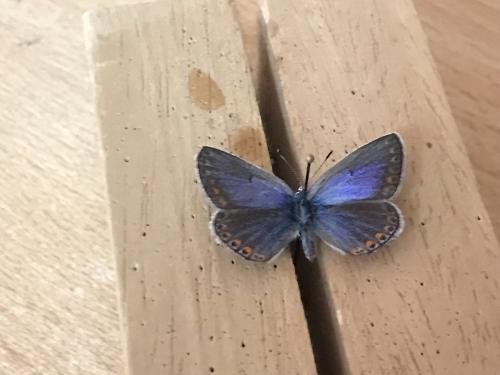 Réf. 291 552 : Polyommatus thersites
