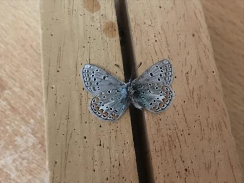 Réf. 291 555 : Polyommatus sp.