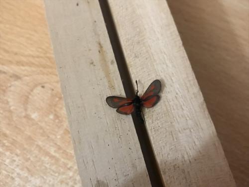 Réf. 291 571 : Zygaena nevadensis