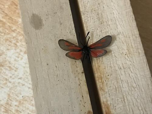 Zygaena nevadensis