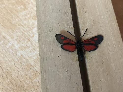 Réf. 291 752 : Zygaena romeo