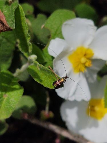Adela australis
