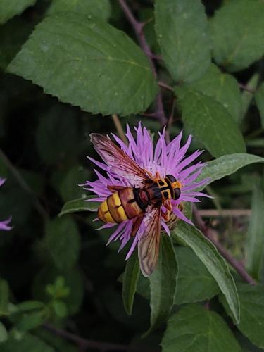 Réf. 291 379 : Milesia crabroniformis
