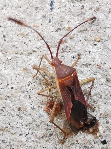 Pseudotheraptus devastans