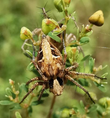 Réf. 291 476 : Oxyopes sp.