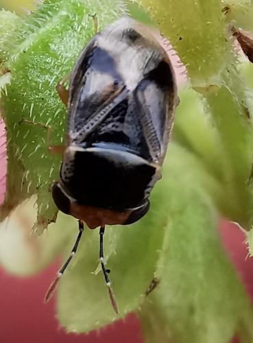 Geocoris sp.