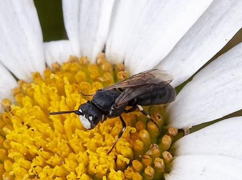 Réf. 291 488 : Hylaeus sp.