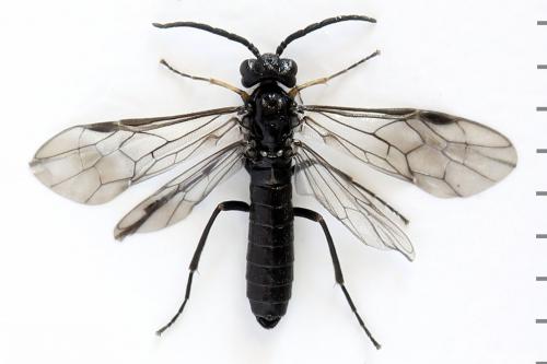 Ametastegia tenera