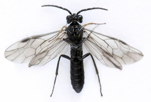 Ametastegia tenera