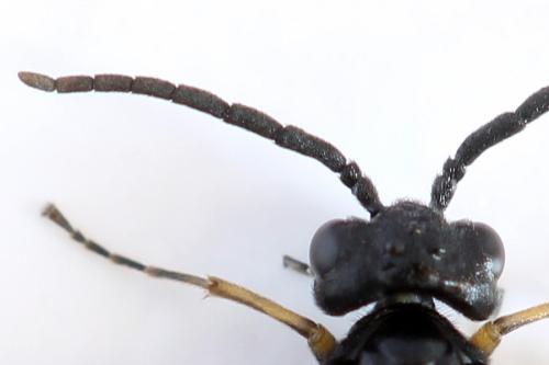 Ametastegia tenera