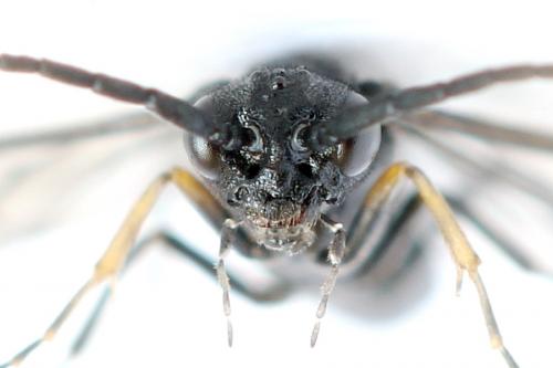 Ametastegia tenera