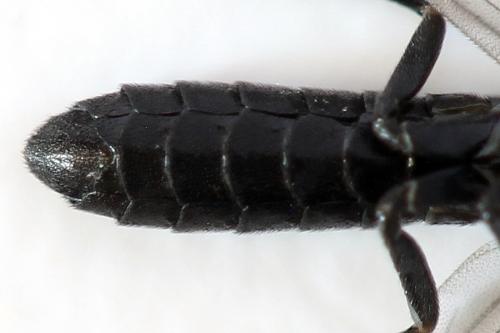 Ametastegia tenera
