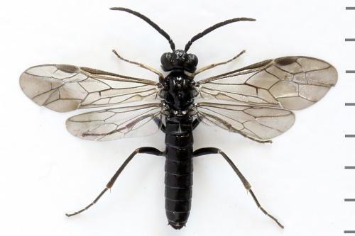 Ametastegia carpini