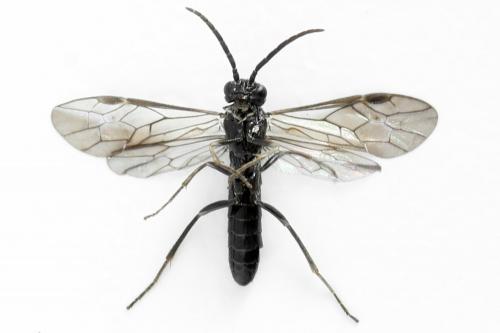 Ametastegia carpini