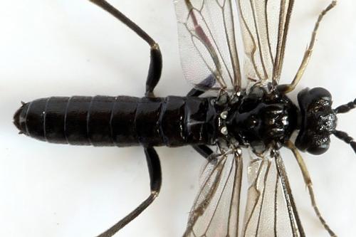 Ametastegia carpini
