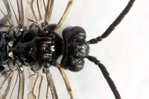 Ametastegia carpini