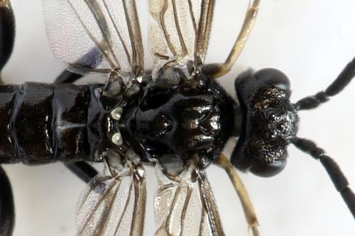 Ametastegia carpini