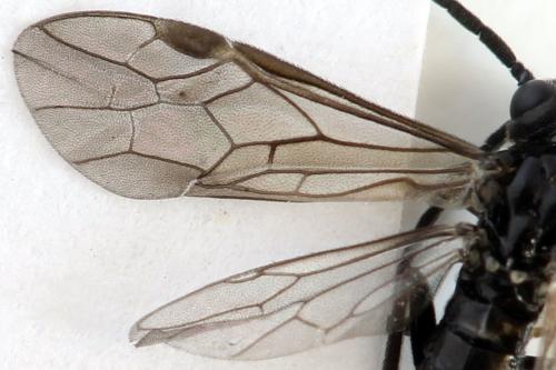 Ametastegia carpini