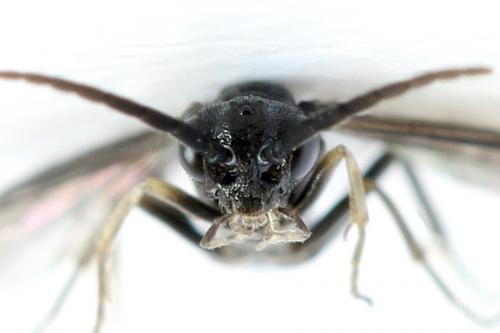 Ametastegia carpini