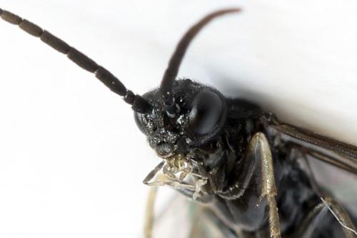 Ametastegia carpini
