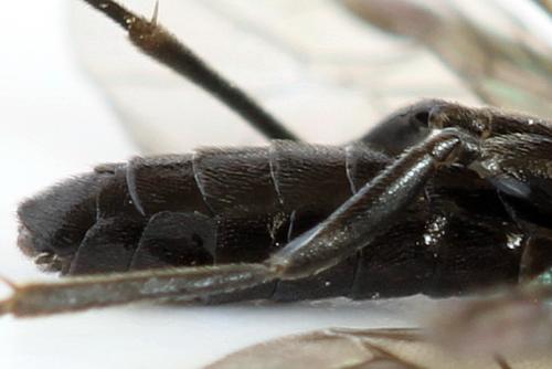 Ametastegia carpini