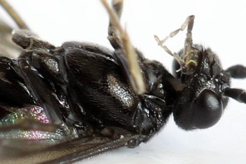 Ametastegia carpini