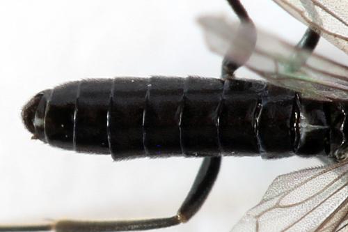 Ametastegia carpini