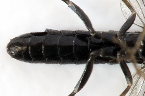 Ametastegia carpini