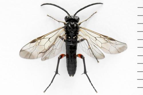 Réf. 291 666 : Macrophya sanguinolenta