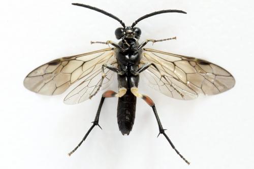 Macrophya sanguinolenta