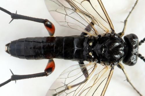 Réf. 291 668 : Macrophya sanguinolenta