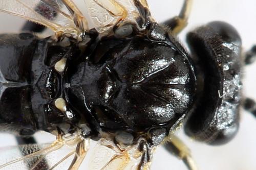 Macrophya sanguinolenta