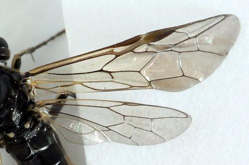 Réf. 291 672 : Macrophya sanguinolenta