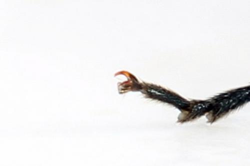 Macrophya sanguinolenta