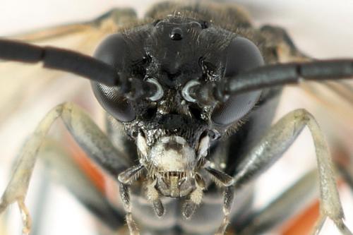 Macrophya sanguinolenta