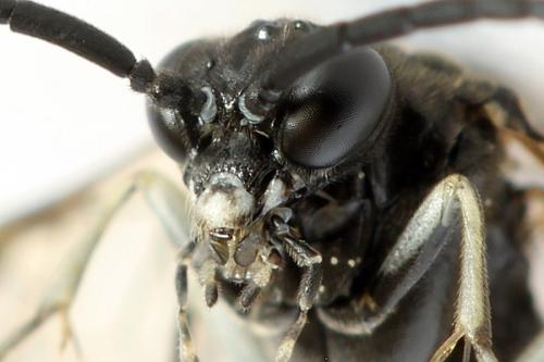 Réf. 291 675 : Macrophya sanguinolenta