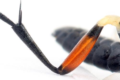 Macrophya sanguinolenta