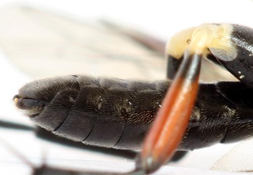 Macrophya sanguinolenta