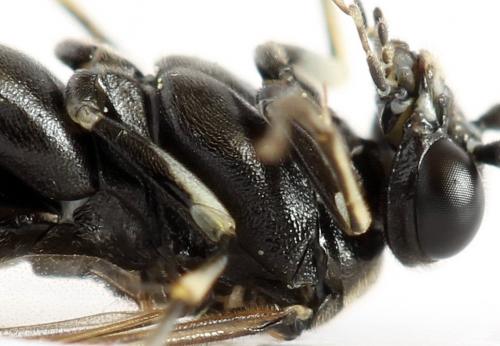 Réf. 291 678 : Macrophya sanguinolenta