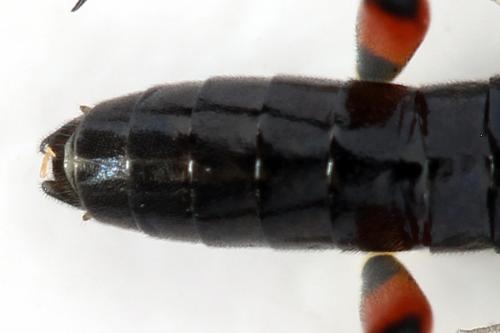 Réf. 291 679 : Macrophya sanguinolenta