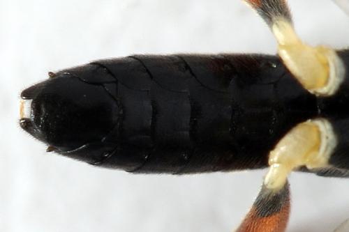Réf. 291 680 : Macrophya sanguinolenta