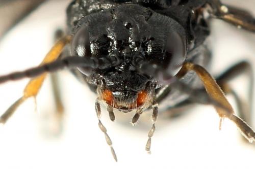 Réf. 291 706 : Stethomostus fuliginosus